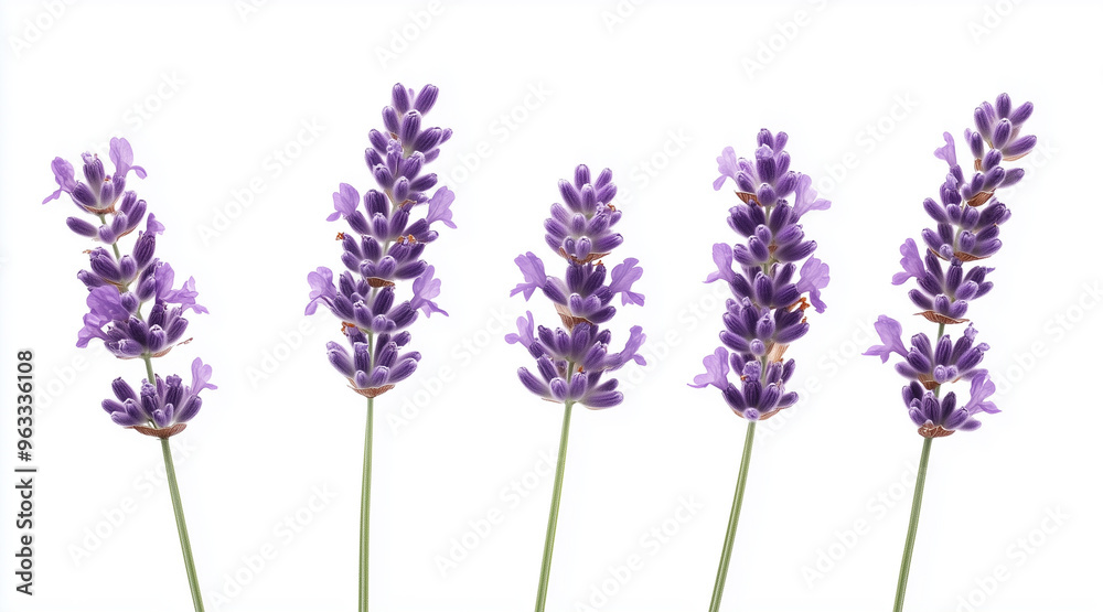 Naklejka premium Beautiful lavender flowers on white background isolated on white background