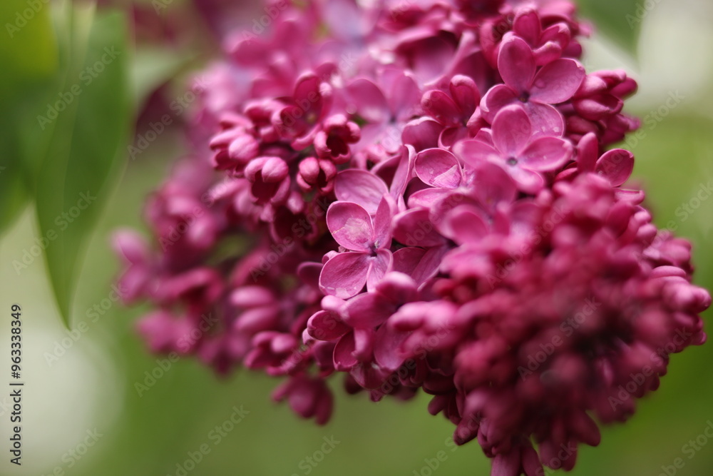 Purple lilac flowers. Purple lilac. Purple lilac flowers. Purple lilac.