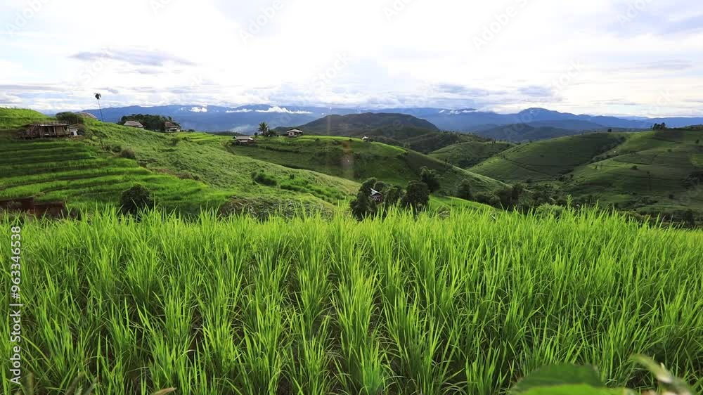 Natural video background on the mountain with green rice terraces Pa Bong Piang, a beautiful viewpoint in Chiang Mai, Thailand, overlooking the surrounding mountains. Natural video background on the mountain with green rice terraces Pa Bong Piang, a beautiful viewpoint in Chiang Mai, Thailand, overlooking the surrounding mountains.