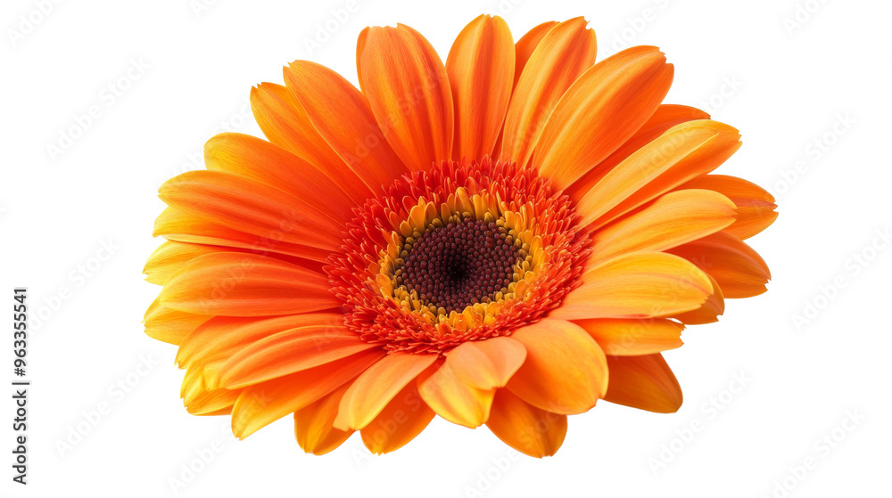 Orange Gerbera Daisy Flower Closeup. Orange Gerbera Daisy Flower Closeup.