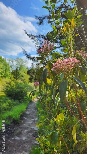 Close Up of Mountain Laurel on Hiking Trail