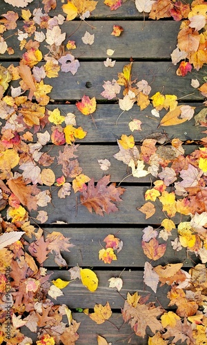 Colorful Fallen Leaves on Wooden Boards in Autumn