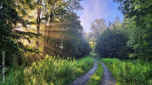 Morning Sun Rays Through the Forest by a Curved Road