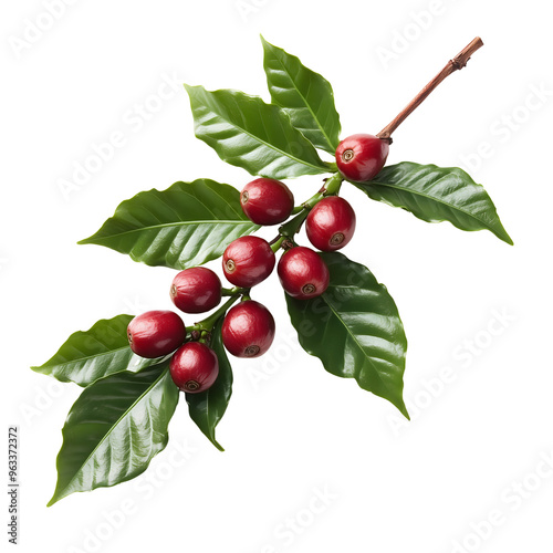 coffee plant branch with green leaves and ripe red coffee cherries isolated on transparent background Generative Ai.