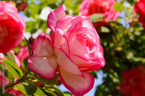 close-up: larg bloom Rosa Handel rose flower creamy white petals with rose-pink edges