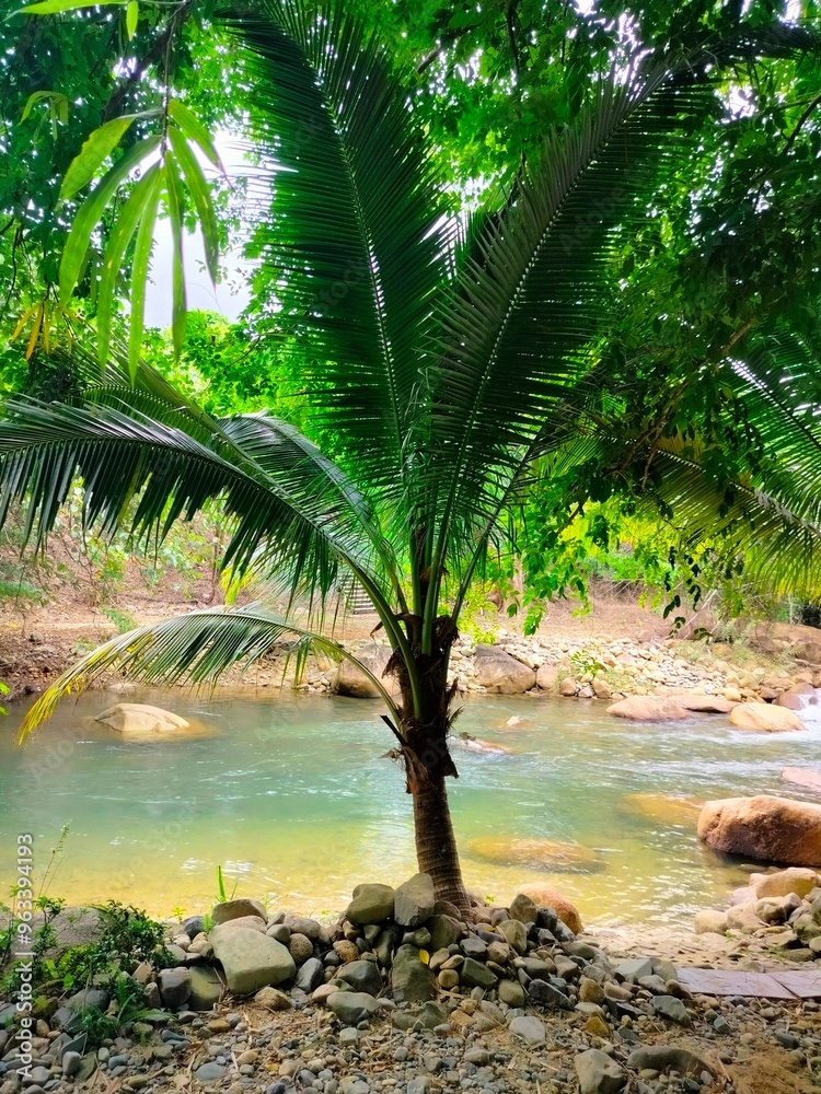tropical forest with palm trees tropical forest with palm trees