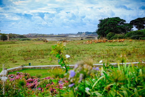 Herd of cows and a sea inlet on Brehat Island, Brittany, France photo