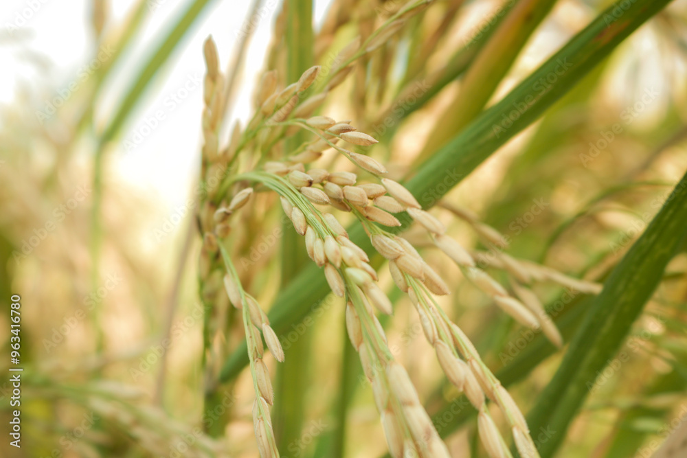 Rice fields or paddy field prepare the harvest. Close up of yellow green rice field Rice fields or paddy field prepare the harvest. Close up of yellow green rice field