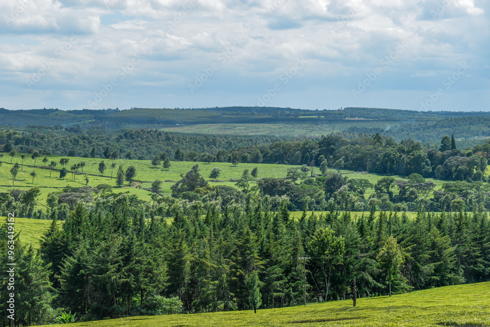 Fototapeta premium Kericho Landscape