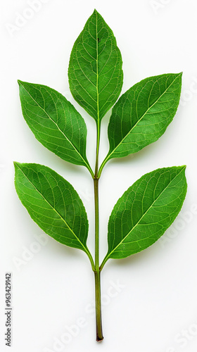 Leaves of ashwaganda