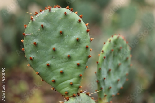 kaktus Opuntia macrorhiza Montgomery Co. Kansas opuncja