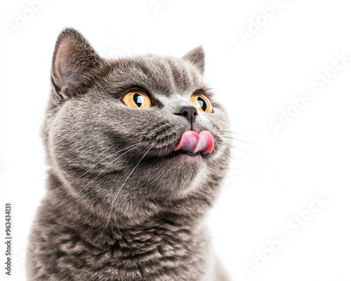 British shorthair cat is looking at the camera with its tongue out
