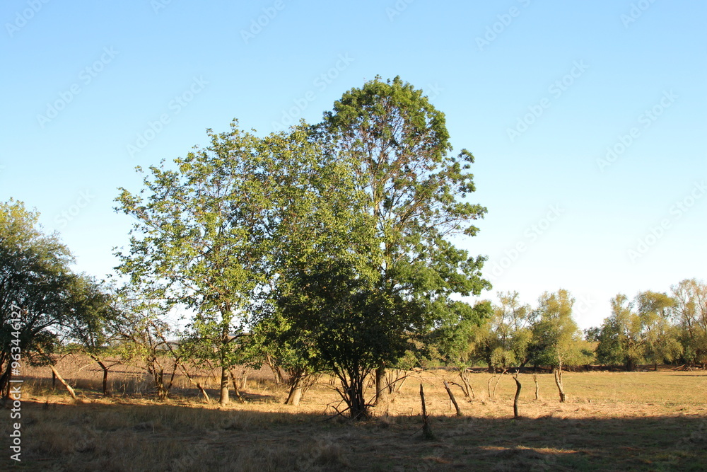 A tree in a field A tree in a field