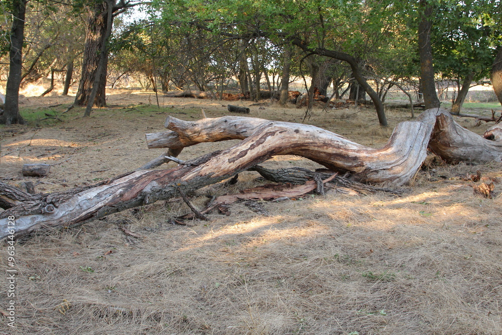 A tree trunk with many branches A tree trunk with many branches