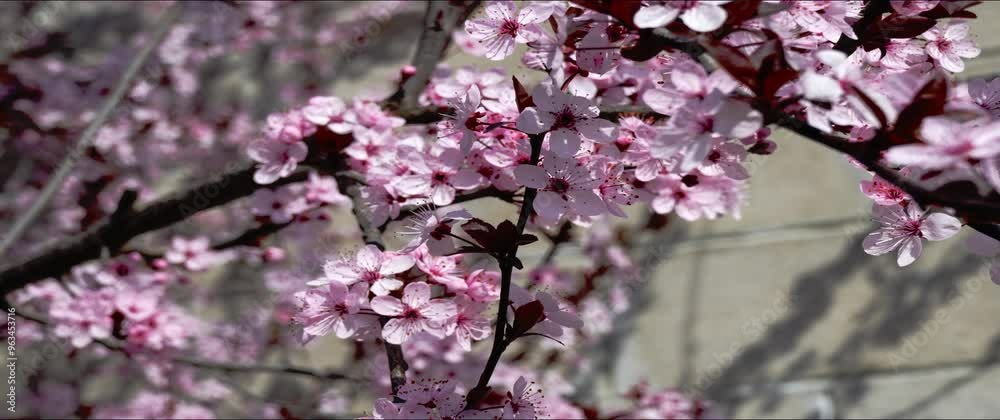 Spring, The Awakening of the Cherry Blossoms - Anamorphic Lens Spring, The Awakening of the Cherry Blossoms - Anamorphic Lens
