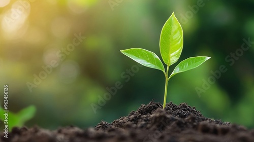 Young plant sprouting from the soil