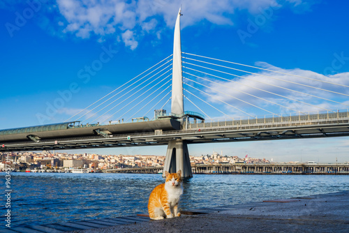 Photography An Istanbul cat on the shore of Golden Horn Bay