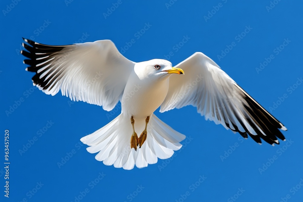 Fototapeta premium Bird circling in the sky, scanning the ground below as it searches for a place to land in the open fields