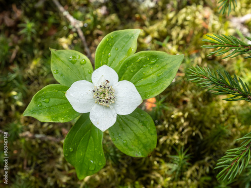 Single flower of blooming white Canadian bunchberry, creeping dogwood, with water droplets against moss and pine branch. photo