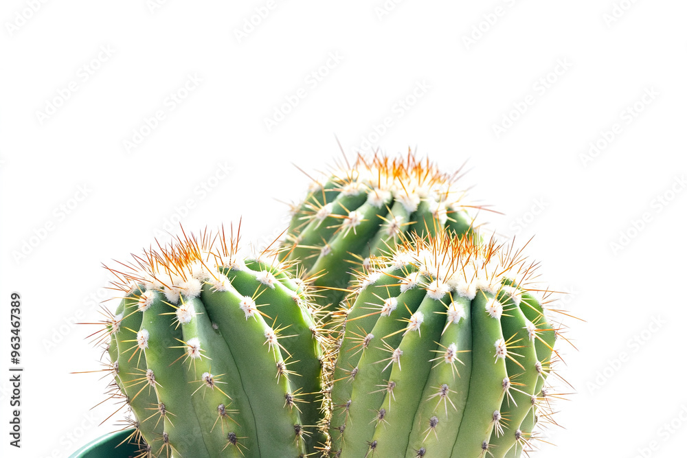 Green cactus with needles isolated on white Green cactus with needles isolated on white
