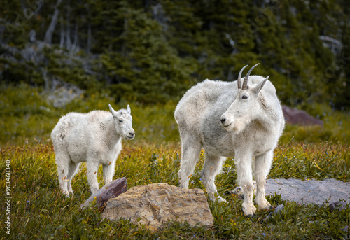 Mother and baby mountain goat