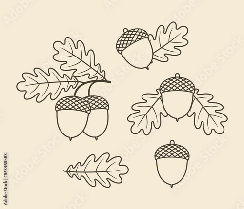 Acorn outline. Isolated acorn outline on white background