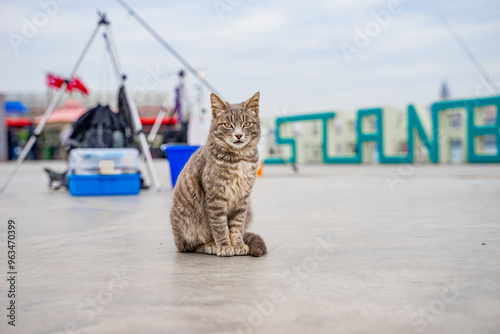 Photography An Istanbul cat on the shore of Golden Horn Bay. Cute stray cat