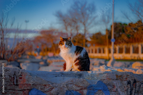 Photography An Istanbul cat on the coast of the Sea of Marmara