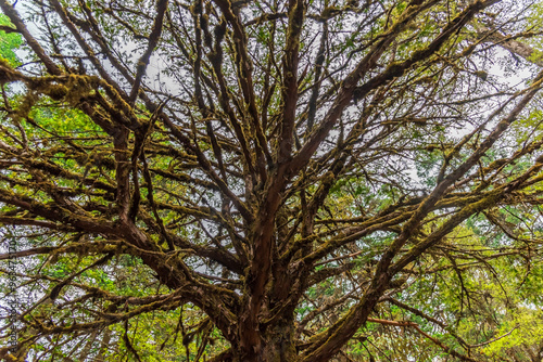 Canopy Of Tall Trees. Sunlight In Deciduous Forest, Sunny Day. Upper Branches Of Tree With Fresh Green Foliage. Low Angle View Woods Background at Binsar forest in Uttarakhand. photo