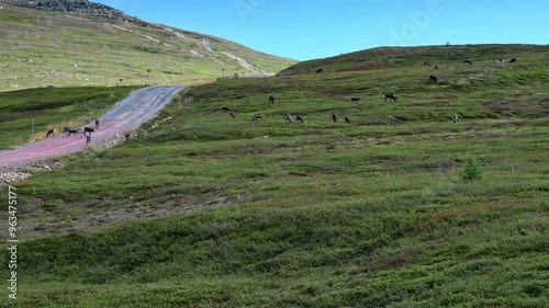 A large herd of reindeer grazing on lush green hills next to a gravel road in Idre Dalarna, Sweden, showcasing the beautiful natural landscape