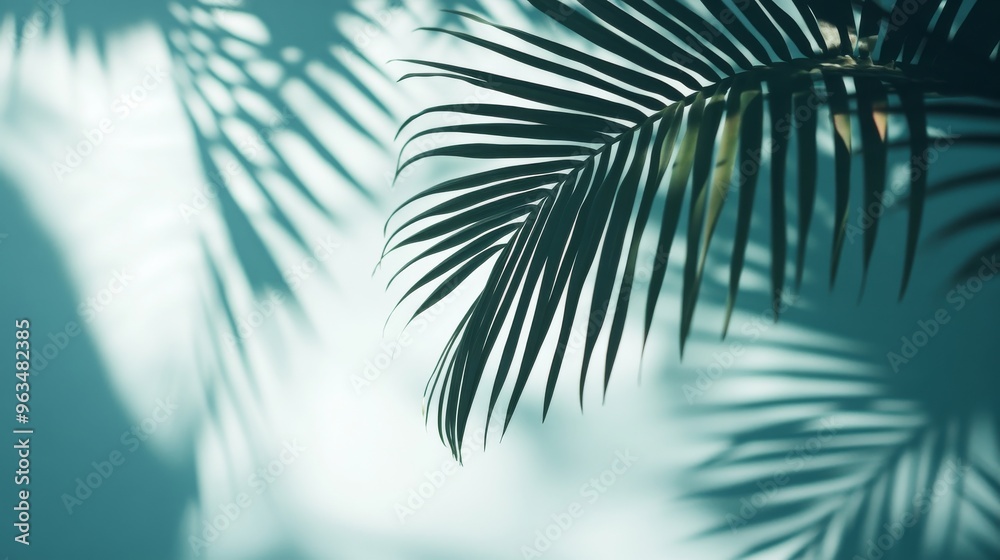 Fototapeta premium Palm leaf shadows on a turquoise wall