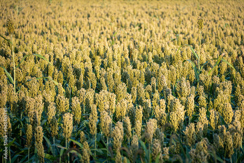 Overview over field of millet not ripe grains as whole plant on ecological organic farm during sunset 4