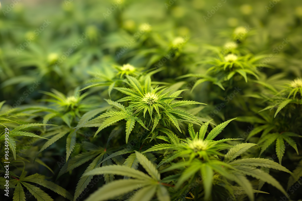 New law in Germany permits adults to grow cannabis plants at home New law in Germany permits adults to grow cannabis plants at home