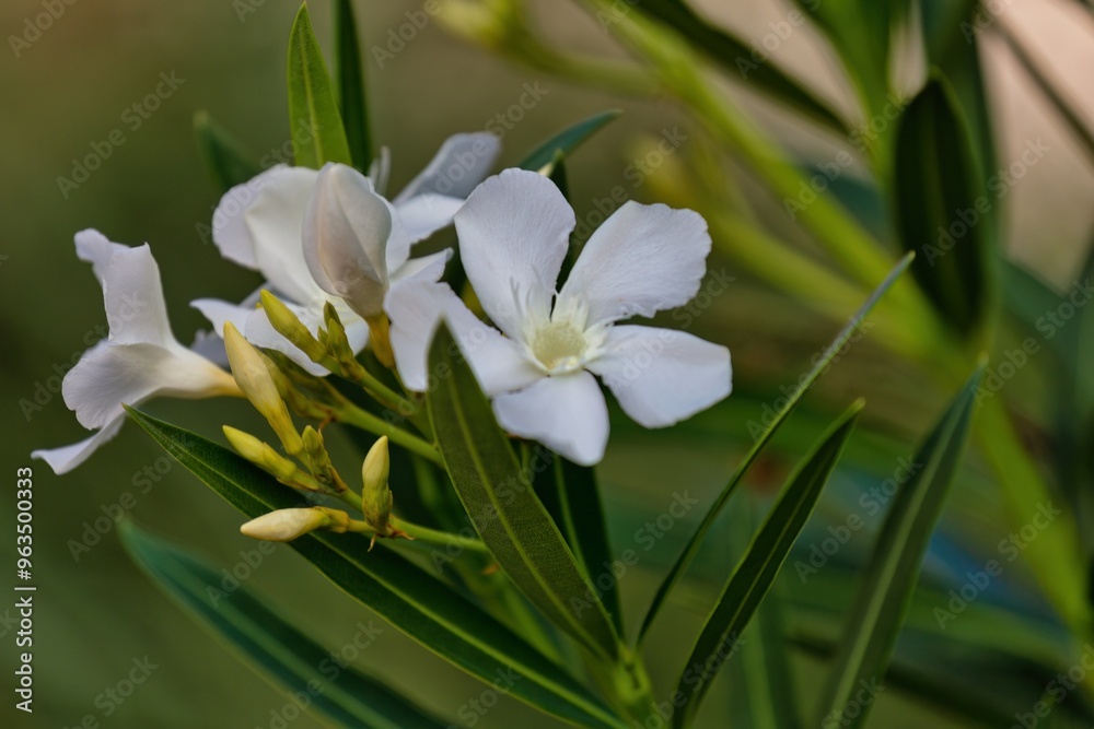 white spring flowers