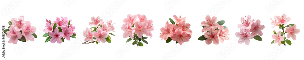 Set, collection of Azalea flowers in bloom isolated on transparent background. Set, collection of Azalea flowers in bloom isolated on transparent background.