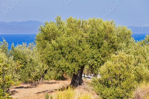 olive tree in pefkochori, greece