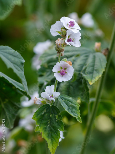 Marshmallow flower in garden. Althaea officinalis.