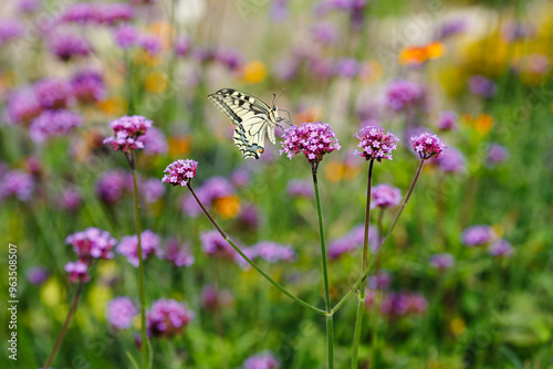 Fototapeta Naklejka Na Ścianę i Meble -   The swallowtail ( lat. Papilio machaon) on Verbena bonariensis flowers (Argentinian Vervain or Purpletop Vervain, Tall Verbena, Pretty Verbena) in garden . Floral background