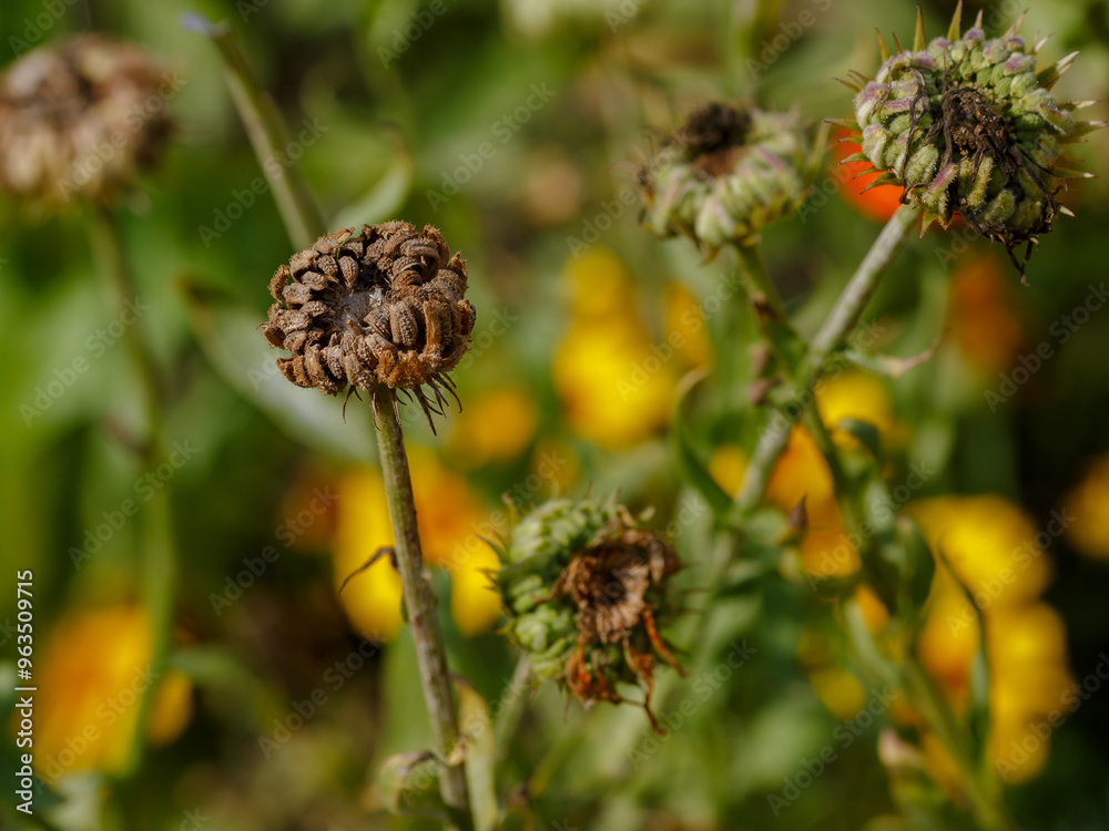 Seeds of the medicinal plant caledula, or marigold ( Latin- Calendula ) Seeds of the medicinal plant caledula, or marigold ( Latin- Calendula )