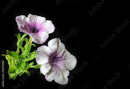 Two surfinia flowers on a black background