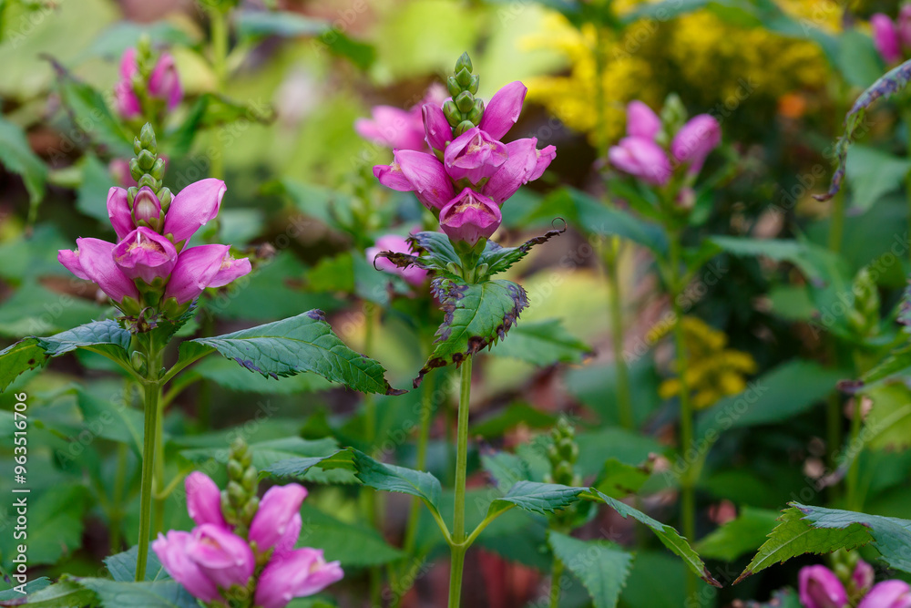 Chelone obliqua. Blooming rose turtlehead in the garden Chelone obliqua. Blooming rose turtlehead in the garden