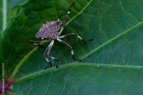 spider on leaf