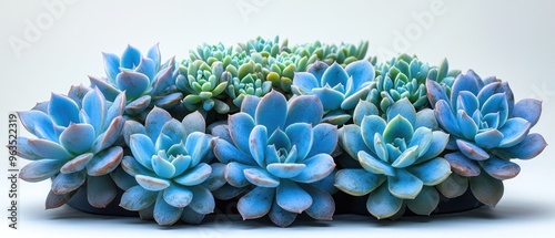 Blue and Green Succulent Plant Closeup photo