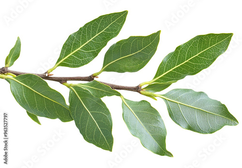 Green leaves are isolated on a transparent background
