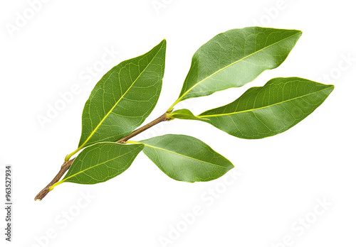 Green leaves are isolated on a transparent background