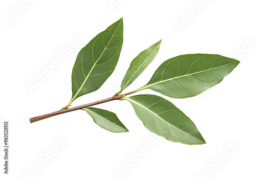 Green leaves are isolated on a transparent background