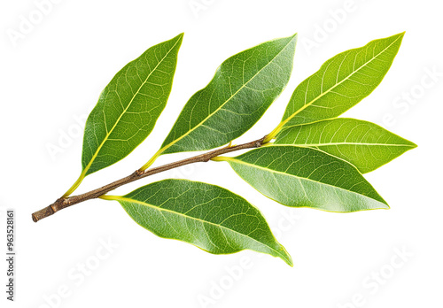 Green leaves are isolated on a transparent background