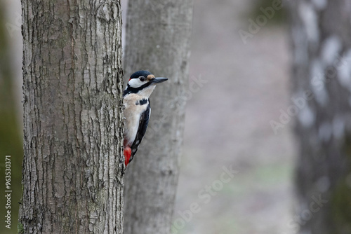 woodpecker hammering an old rotten tree
