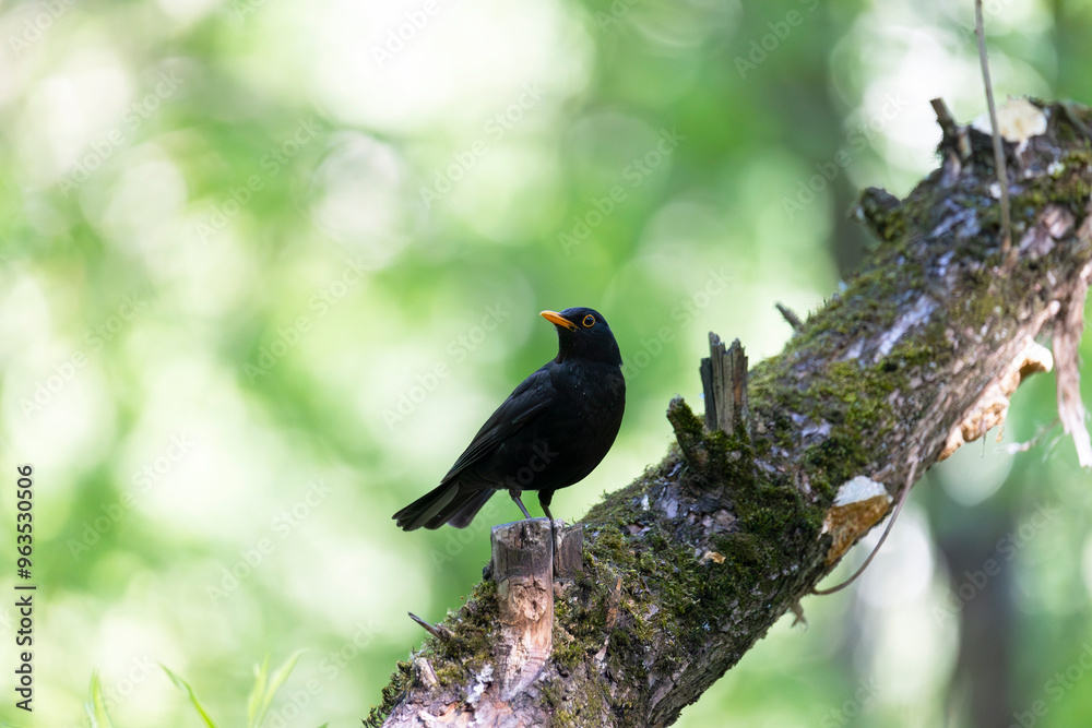 Obraz premium A male blackbird in spring close up