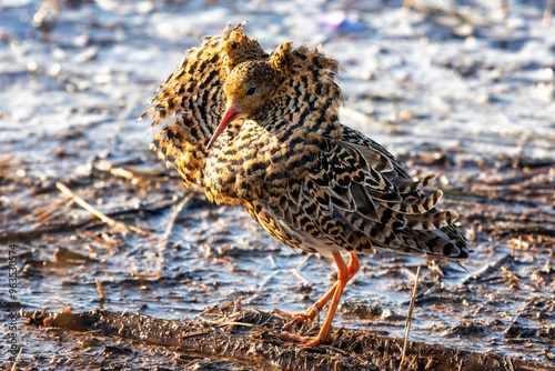 Male Ruff (bird) in breeding plumage stands on the shore of the lake, close up